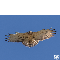 گونه عقاب مارخور Short-toed Eagle